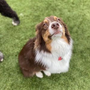 Meet your Posher, Hayley